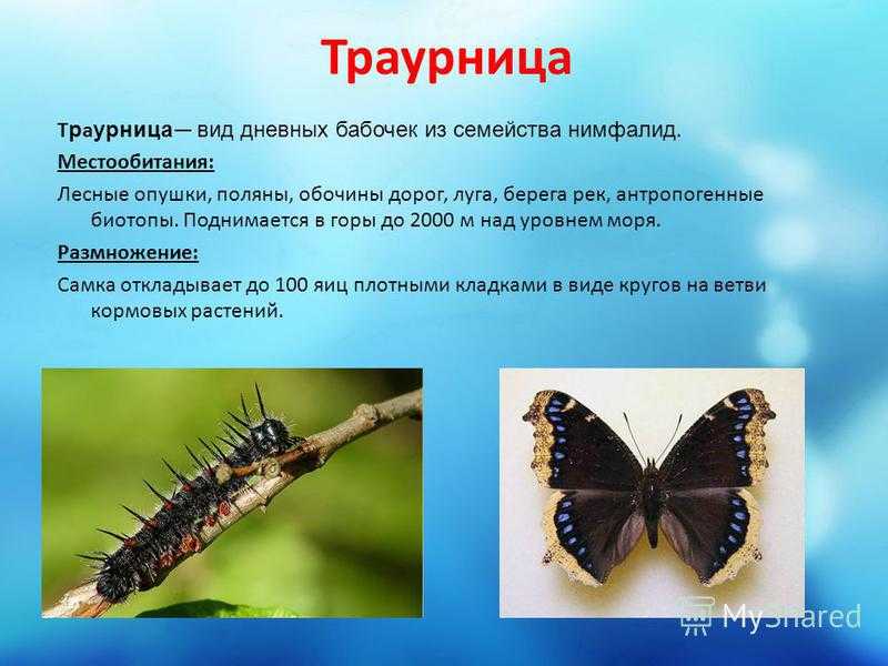 Бабочка траурница: фото и описание лесной долгожительницы