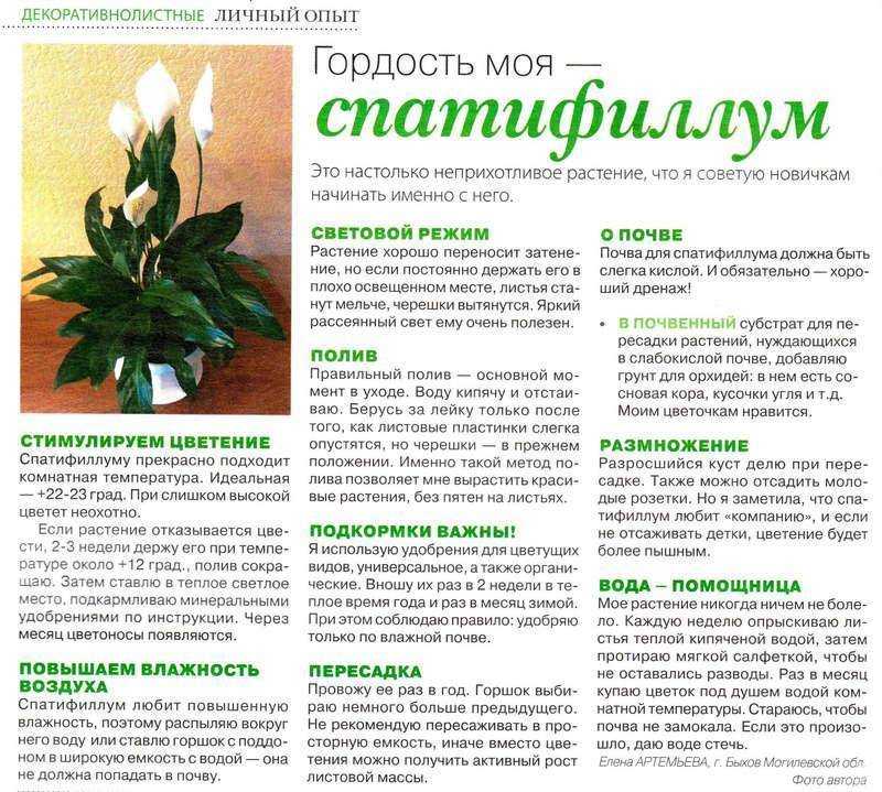 Нью-йоркский ботанический сад восстановит на выставке сад фриды кало — викиновости
