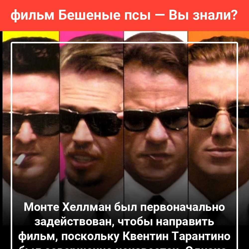 Джек-рассел-терьер — описание породы собаки от а до я